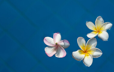 Plumeria flowers