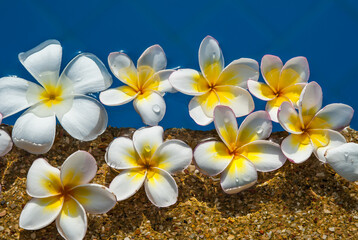 Plumeria flowers