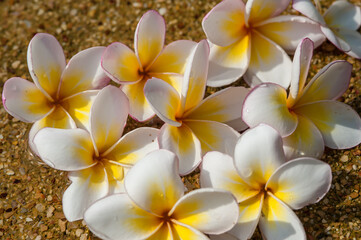 Plumeria flowers