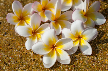 Plumeria flowers