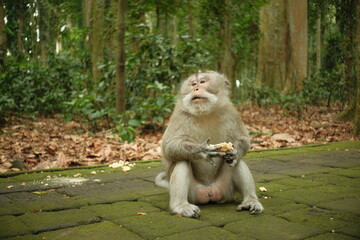 A macaque of the species Macaca fascicularis monkey is eating sweet potatoes and sitting on a mossy pathway