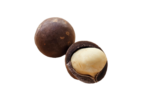 Two brown macadamia nut with cracks on the surface. just one have white seed macadamia. on transparent background