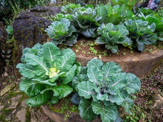 Naklejka premium Ornamental Cabbage Yellow and Green Leaves on The Hill