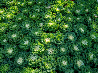 Ornamental Cabbage Yellow Purple and Green Leaves Arranging in Rows