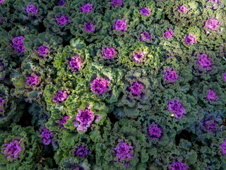 Obraz premium Ornamental Cabbage Yellow Purple and Green Leaves Arranging in Rows