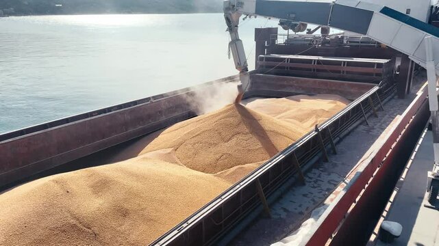  wheat loading in bulker ship cargo hold from silo in sea port. Trading and Transportation of agricultural commodities.