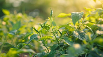 Green Chili Peppers Growing in Sunlight