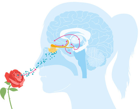 Sense of smell, woman with a rose, detailed illustration of the olfactory region, medically illustration