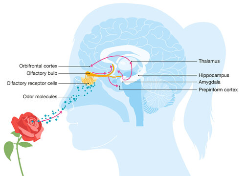Sense of smell, woman with a rose, detailed illustration of the olfactory region, medically illustration