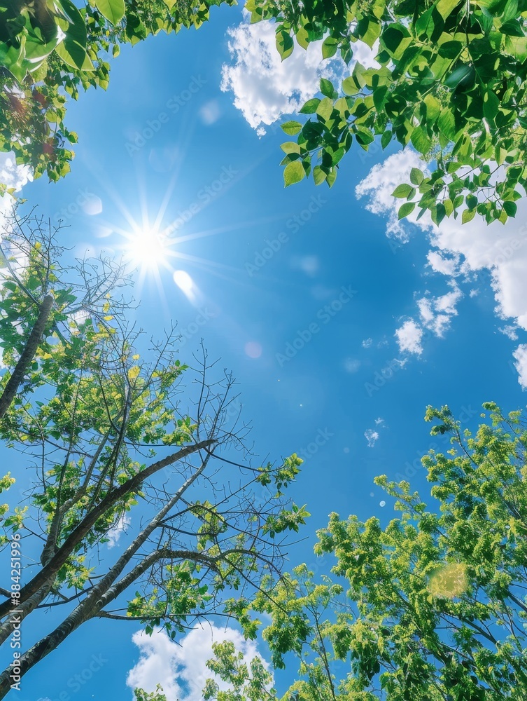 Wall mural Perspective from lying on the ground, looking up at a clear blue sky on a sunny day, capturing a serene and expansive view.