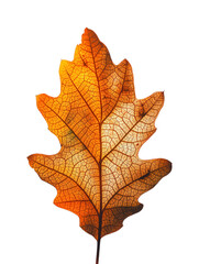 Fototapeta premium Close-up image of an autumn red oak leaf with intricate veins, symbolizing the beauty of fall season and the changing colors of nature, PNG, No background, transparent.