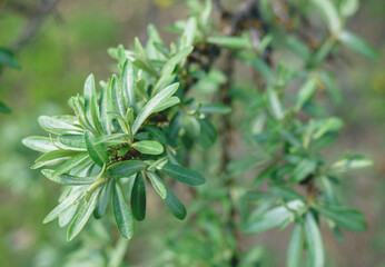 Young green willow branch in focus with the blurred background for your design.