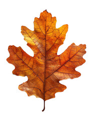 Obraz premium Close-up of an autumn oak leaf displaying vibrant orange and yellow hues, PNG, No background, transparent, air-purifying trees.