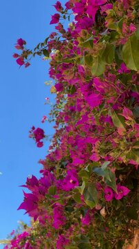 Bougainvillea flowers in the garden, moving in the wind