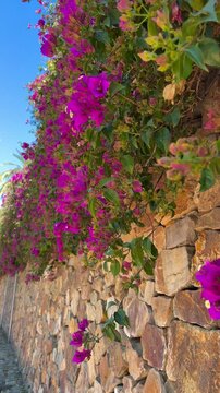 Bougainvillea flowers in the garden, moving in the wind