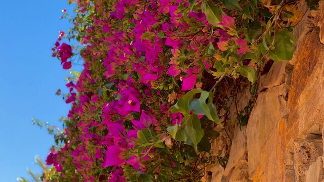 Bougainvillea flowers in the garden, moving in the wind