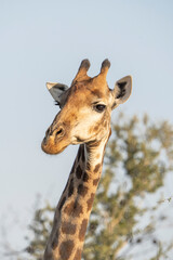 A closeup of a female giraffe's neck and head while staring into the distance. 