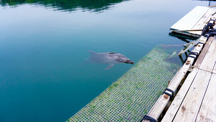 ドルフィンファームのイルカ © 4ChaN