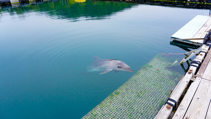 ドルフィンファームのイルカ © 4ChaN