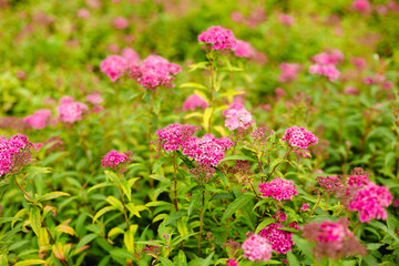 Beautifully blooming pink spirea flowers. Spiraea japonica.