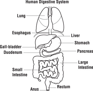 
human digestive system. location of the gastrointestinal tract in the human body. uext labels, Vector Hand Drawn Sketch Set of Anatomical Human Organs