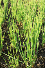 Closeup of Chives Ripening in the Sunlight