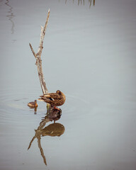 Reflections of Serenity: Mother Duck and Duckling