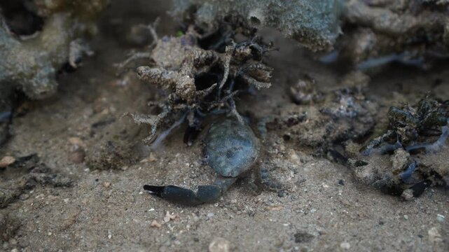 crab species Xantho poressa in the water