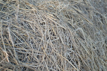dry grass texture background, close up of dry grass in the field