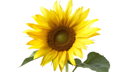 Fototapeta premium sunflower isolated on white
