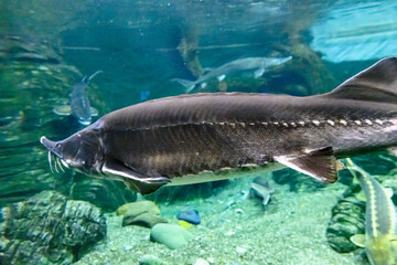 Large Beluga fish also known as great sturgeon or huso huso is swiming underwater.