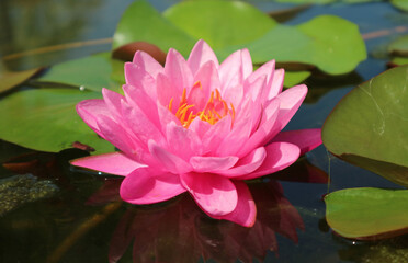 Closeup of a Gorgeous Pink Waterlily Blooming in the Sunlight
