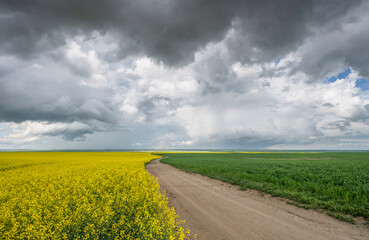 Winding gravel country road through a wheat and canola field near the village of Hodgeville,...