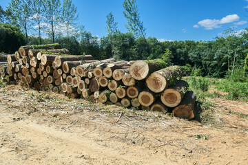 logs cut and stacked on the side of the road