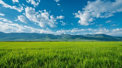 Obraz premium Beautiful natural background with green field and blue sky