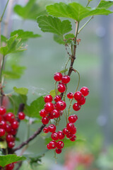 Bunch of red currant berries close-up