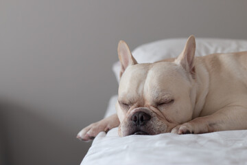 French Bulldog sleep on comfort bed.