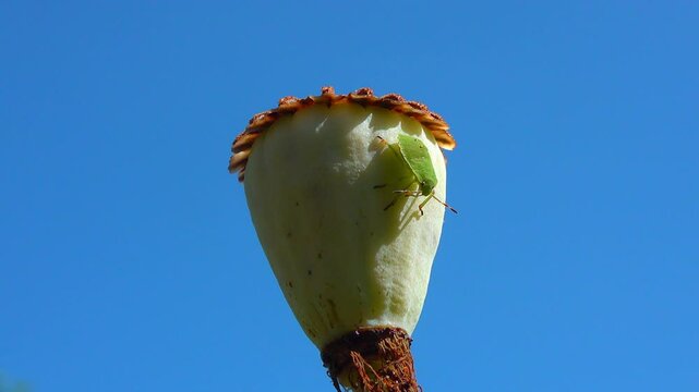 Palomena prasina - green young bug on a dry head of a garden poppy