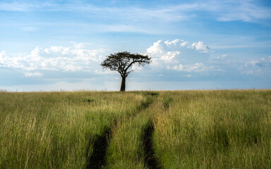 Masai Mara national park view