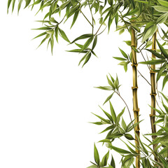 Obraz premium Bamboo tree tropical border.