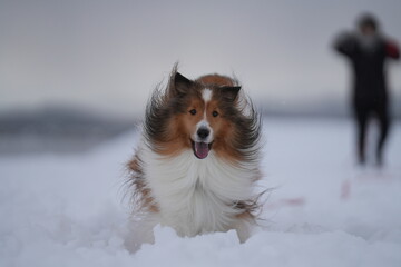 雪上のシェルティ