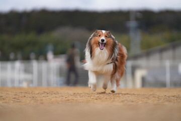 シェルティ