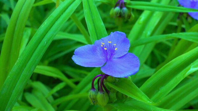 Tradescantia virginiana - the Virginia spiderwort, herbaceous plant with green leaves