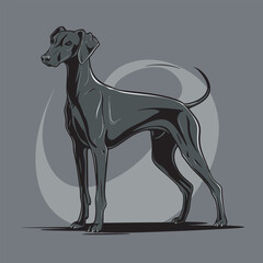 Obraz premium Doberman Pinscher dog vectors.