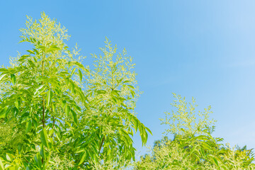 青空に映えるシマトネリコ