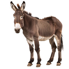 Obraz premium A donkey on a transparent background