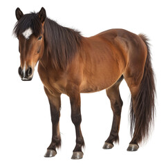 Naklejka premium A horse on a transparent background
