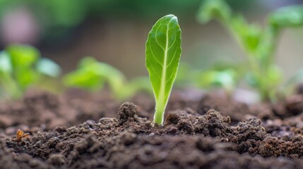 Fototapeta premium Young green plant emerging from rich soil, symbolizing growth and new beginnings.
