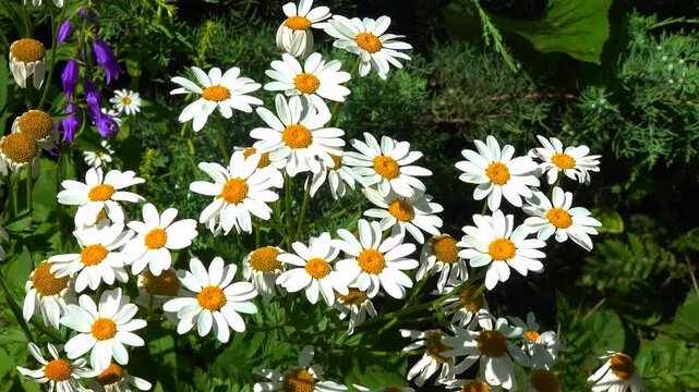 Tanacetum cinerariifolium (Asteraceae) - Beautiful white daisies with yellow centers blooming