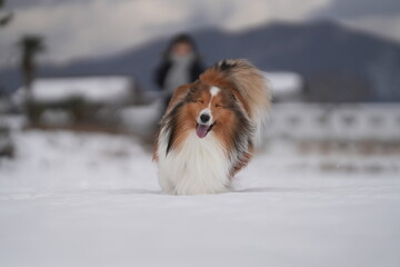 雪上のシェルティ